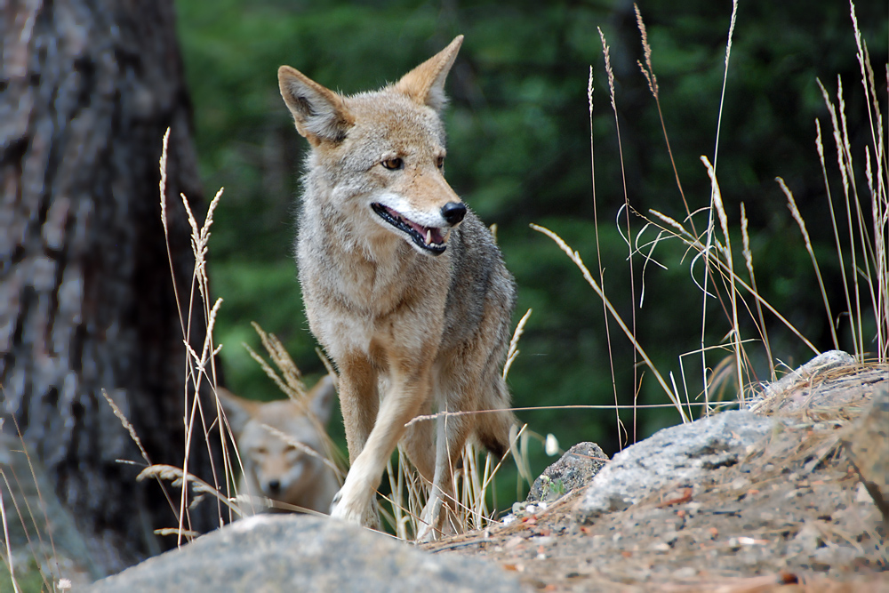 Coyote