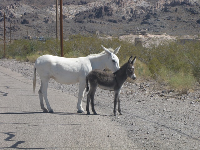 Esel auf der Route 66