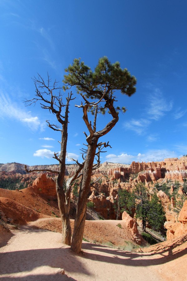 Navajo Loop