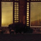 Wildlife an der Old Faithful Lodge