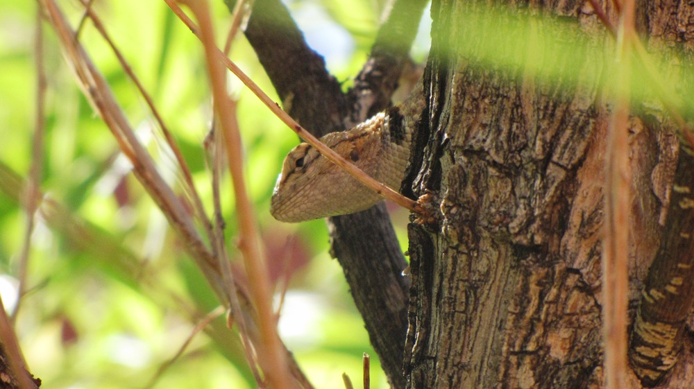 Auf dem Weg zur Wave, Coyote Buttes North
