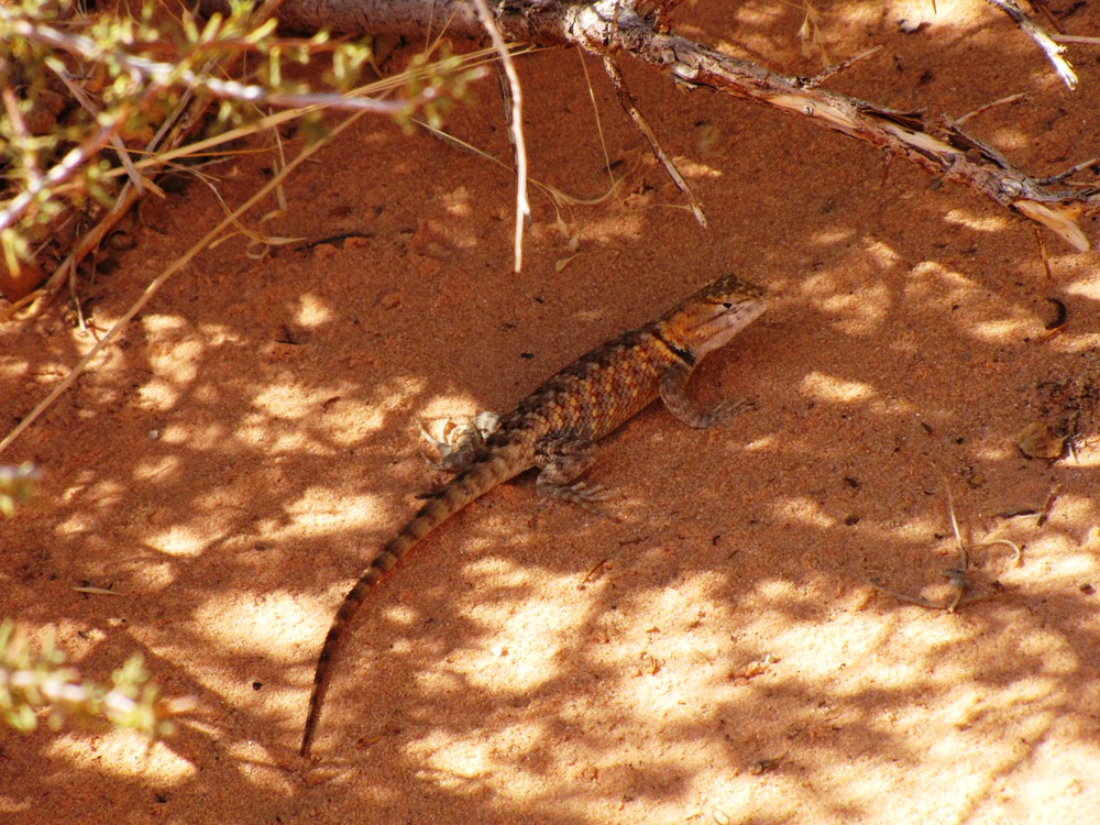 Auf dem Weg zur Wave, Coyote Buttes North
