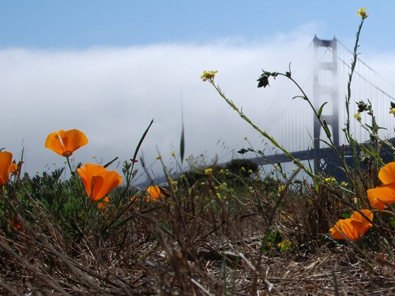 Golden Gate