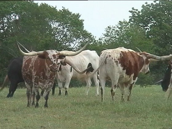 Texas Longhorns