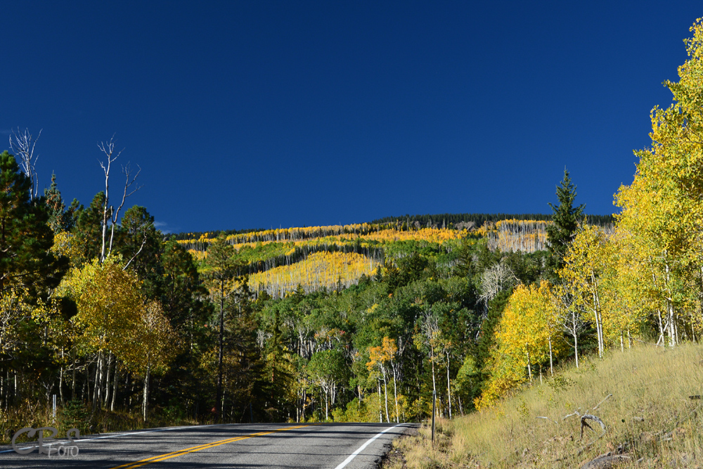 Aspen color