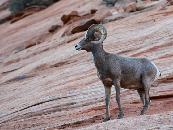 Bighorn sheep