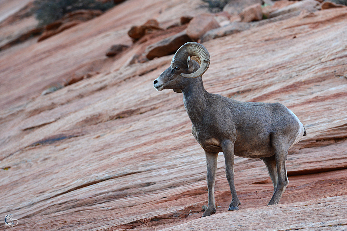 Bighorn sheep