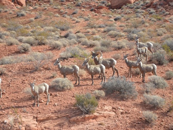 Im Valley of Fire