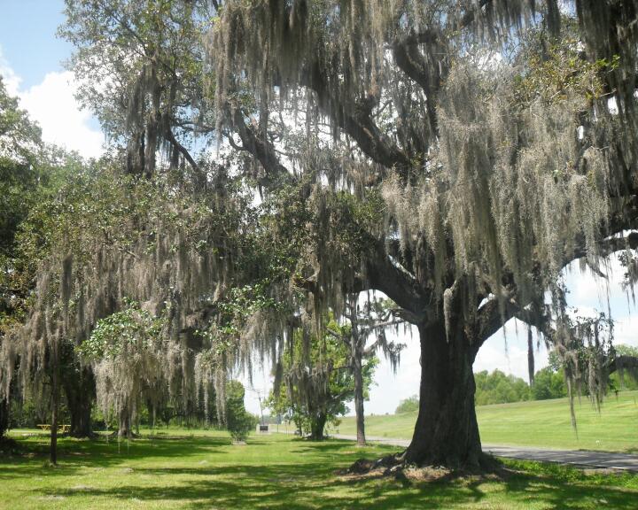 Spanish Moss