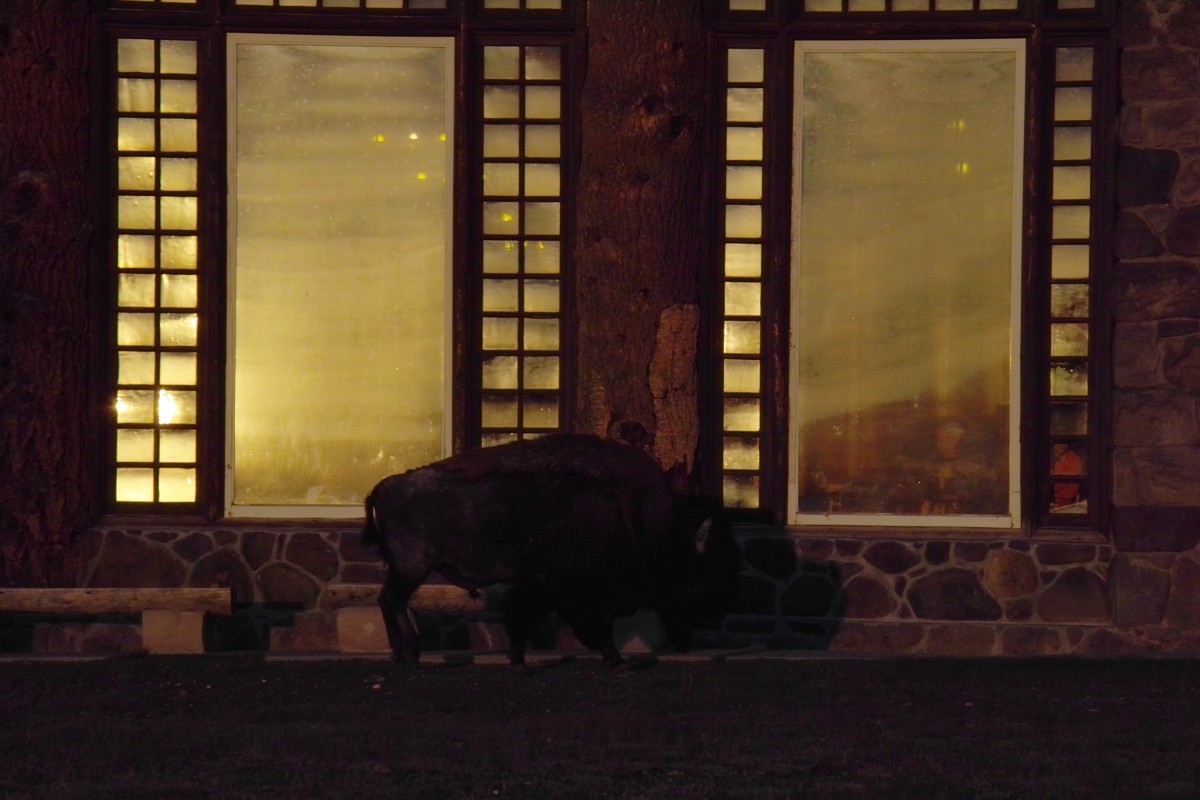 Wildlife an der Old Faithful Lodge