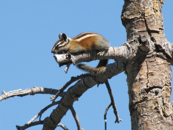 Chipmunk am Glacier Point