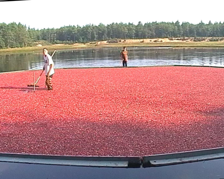 Cranberryernte MA