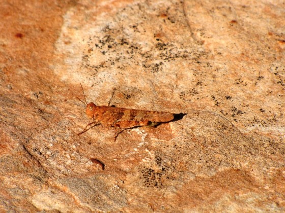 Auf dem Weg zur Wave, Coyote Buttes North