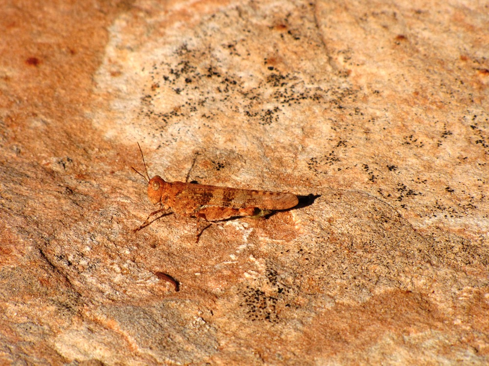 Auf dem Weg zur Wave, Coyote Buttes North