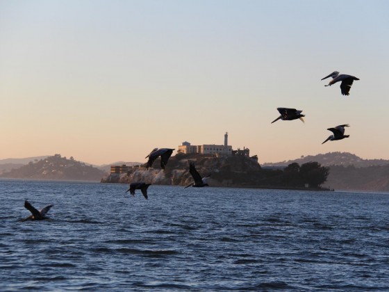 Pelikane vor Alcatraz
