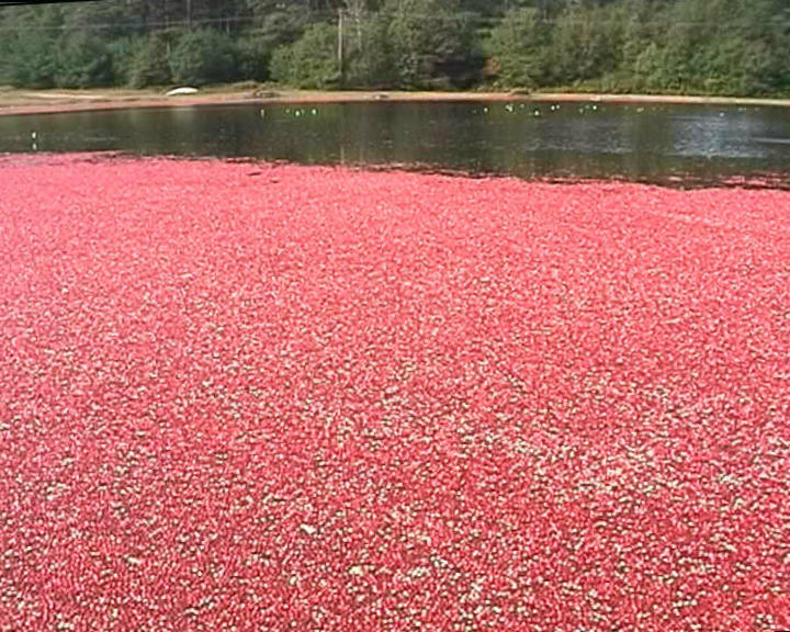 Cranberryernte MA