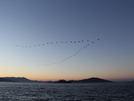 Pelikane über Alcatraz
