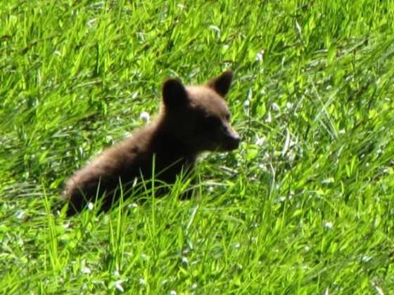 junger Bär im Yosemite NP