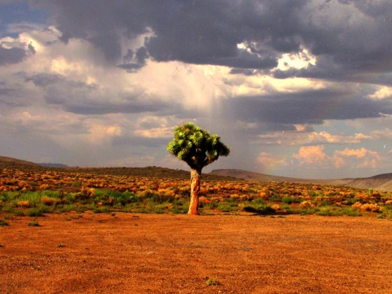 JoshuaTreeDeathValley