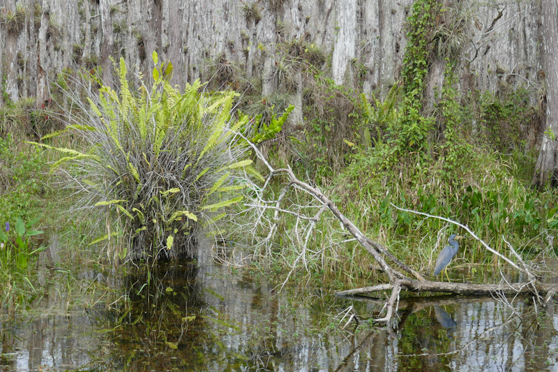 Blauer Reiher