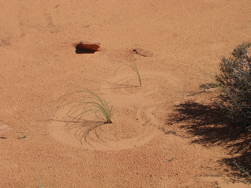 Wave und Umgebung, Coyote Buttes North